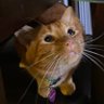 Cat Daddy (nano) profil fotoğrafı