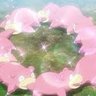 Фото профиля コイキング