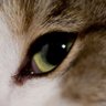 Profilbild von Aelith