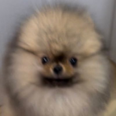 ポメラニアンのジュンとイヴ's profile picture