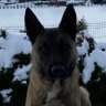 Delta Malinois 🇵🇱 profil fotoğrafı
