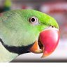 Profilbild von Lame Pattu