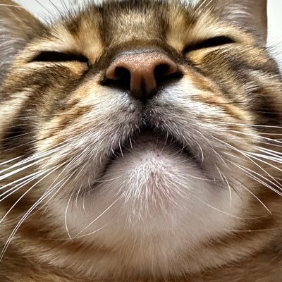 yacopu's profile picture