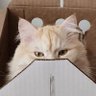 Фото профиля TulipsAndCats