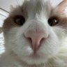 сорокоградусная сова profil fotoğrafı