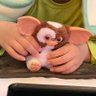 生めがね's profile picture
