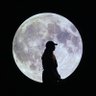 Фото профиля moon