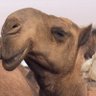 خـّيّـالّـ الّـبـّلّـهّـا profil fotoğrafı