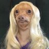 Bitch Wife/Girlboss/Girl Bitch's profile picture