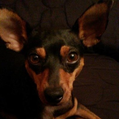 siviaromera1's profile picture