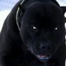 SuperRealdeal45 profil fotoğrafı
