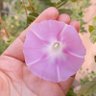 Фото профиля أميرة البنفسج