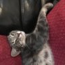 Chaz profil fotoğrafı