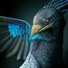 Volatile technoscientiste 🪿 profil fotoğrafı