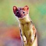 Фото профиля Barry the Weasel