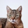 Harian Kucing 的头像