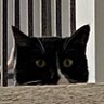 Profilbild von MinnesotaTurdCat