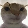 ex sulista's profile picture