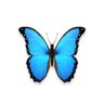 Фото профиля 🦋pana🦋