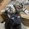ヒッシー@猫のミグ&ピロシキ profil fotoğrafı