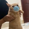 Lazy Cat 🌰 profil fotoğrafı
