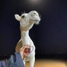 شمُوخ's profile picture