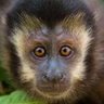 Profilbild von Macaco-prego-do-peito-amarelo