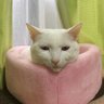 Profilbild von White cats