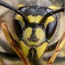 Big Waspy 的头像