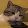 Profilbild von Chunky🐱