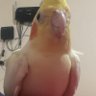 Profilbild von Roger