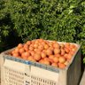 SunkistGrower's profile picture