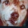 redFoxHound's profile picture