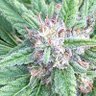 grownhome420 的头像