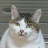 猫ちゃん profil fotoğrafı