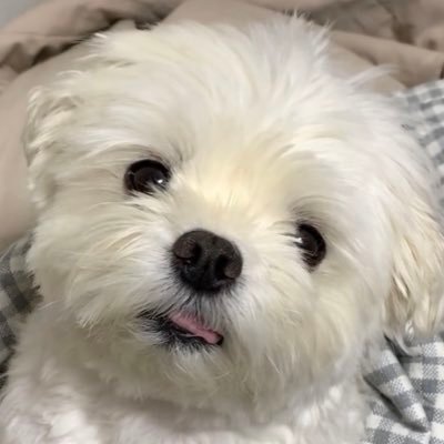 짅자's profile picture