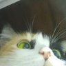 Profilbild von Astro/Nayu talien