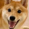 Фото профиля ImShiba