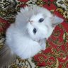 Теория жопных струнъ's profile picture
