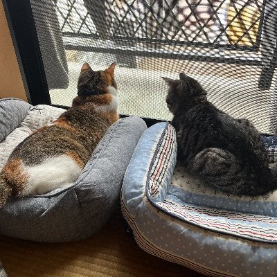 harumugi_cat's profile picture