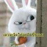 กระต่าย..บ้าบอ profil fotoğrafı