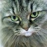 ぶにぶぶに profil fotoğrafı