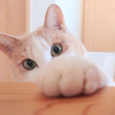 rinM31's profile picture