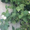 Фото профиля Shx
