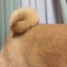 Фото профиля ぺす🐾