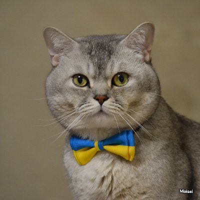 ChernobaevIhor's profile picture