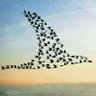 Zar.danesh's profile picture