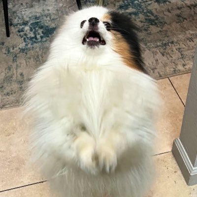 TopHatProfessor's profile picture