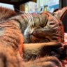 Myuque profil fotoğrafı
