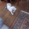 Ricota The dog's profile picture